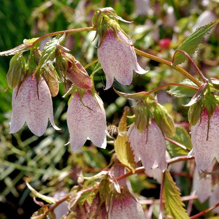 CAMPANULA takesimana