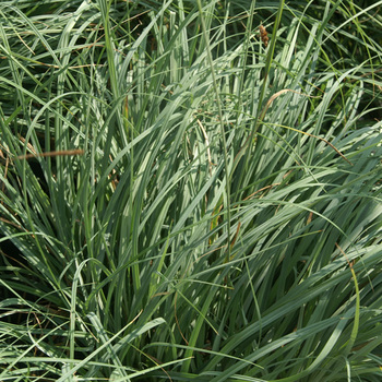 CAREX flacca 'Blue Zinger'