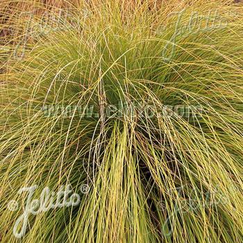 CAREX flagellifera 'Kiwi'