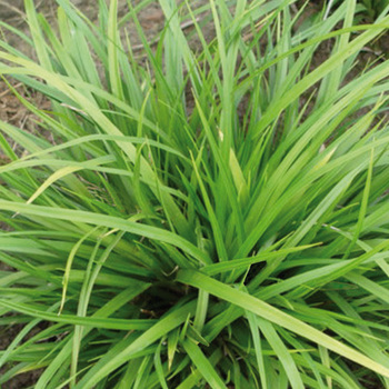 CAREX morrowii 'Mosten'