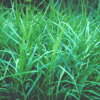 CAREX muskingumensis