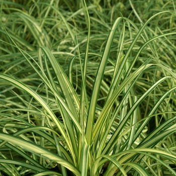 CAREX oshimensis 'Evergold'