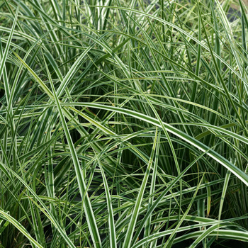 CAREX oshimensis 'Fiwhite'® ('Everest')