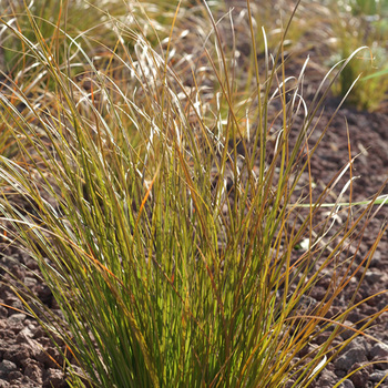 CAREX testacea