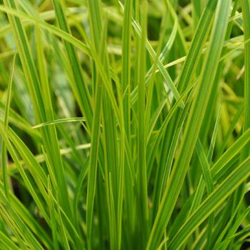 CAREX dolichostachya 'Kaga-nishiki'