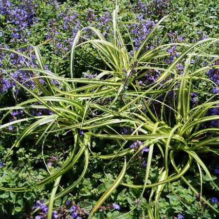 CAREX oshimensis 'Ice Cream'