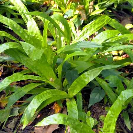 CAREX plantaginea