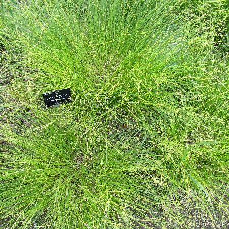 CAREX remota