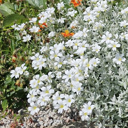 CERASTIUM