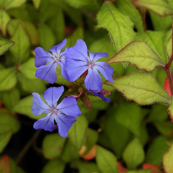 CERATOSTIGMA willmottianum