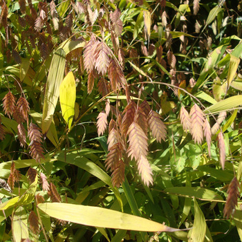 CHASMANTHIUM