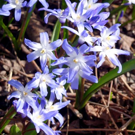 CHIONODOXA