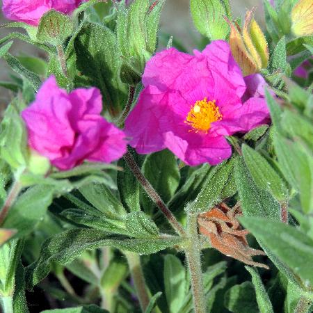 CISTUS pulverulentus