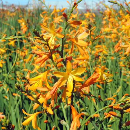 CROCOSMIA 'George Davidson'