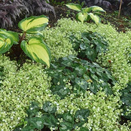 CYMBALARIA muralis 'Snow Wave'