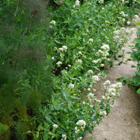 CENTRANTHUS