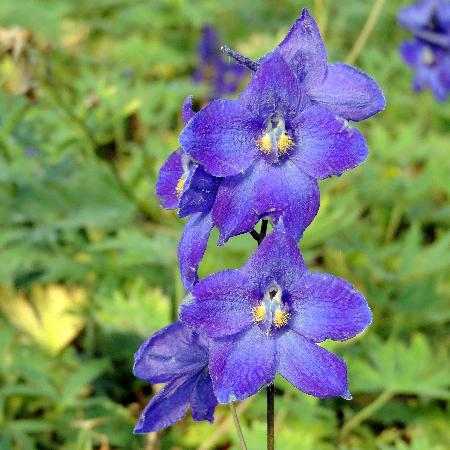 DELPHINIUM 'Atlantis' (Belladonna Group)