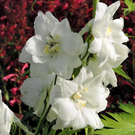 DELPHINIUM 'Magic Fountain Pure White' (Elatum Group)