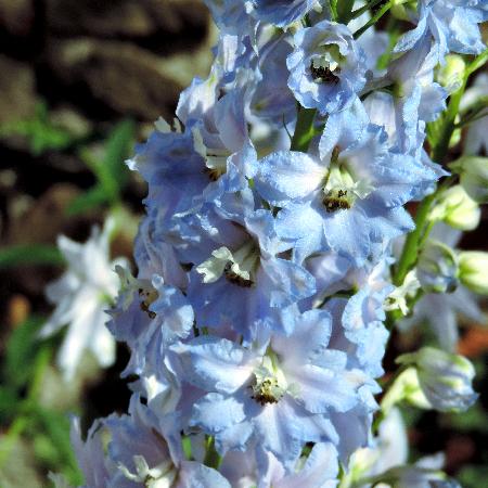 DELPHINIUM 'Summer Skies' (Pacific Giant Group)