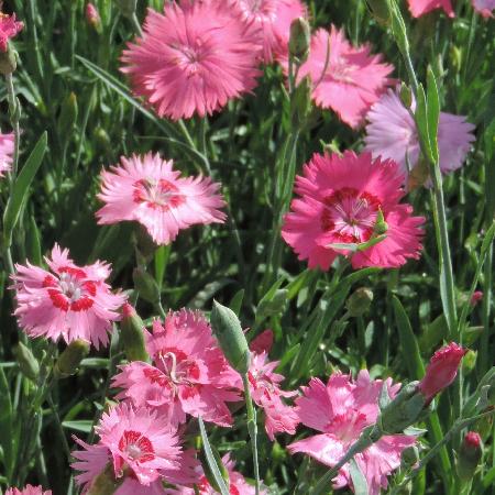 DIANTHUS gratianopolitanus (caesius)