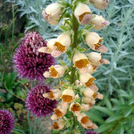 DIGITALIS lanata