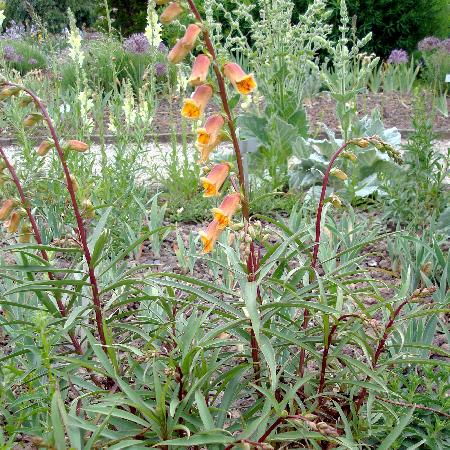 DIGITALIS obscura