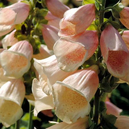 DIGITALIS purpurea 'Apricot Beauty'