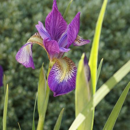 IRIS sibirica 'Hubbard'