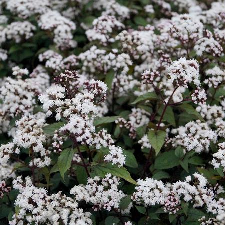 EUPATORIUM rugosum 'Chocolate'