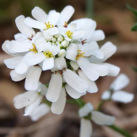 IBERIS sempervirens 'Snow Cushion'