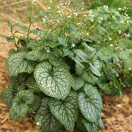 BRUNNERA macrophylla 'Mr Morse'