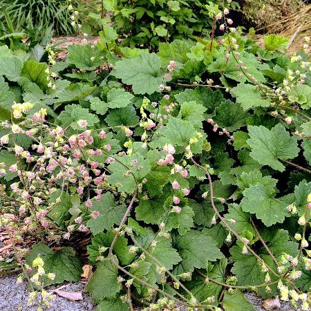 TELLIMA