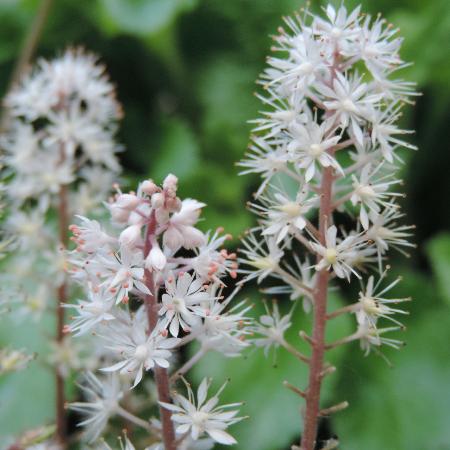 TIARELLA cordifolia 'Eco'