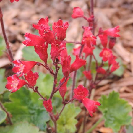 HEUCHERA sanguinea 'Coral Petite'