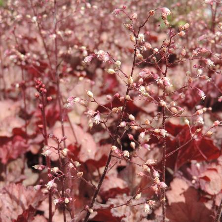 HEUCHERA 'Coralberry' ®