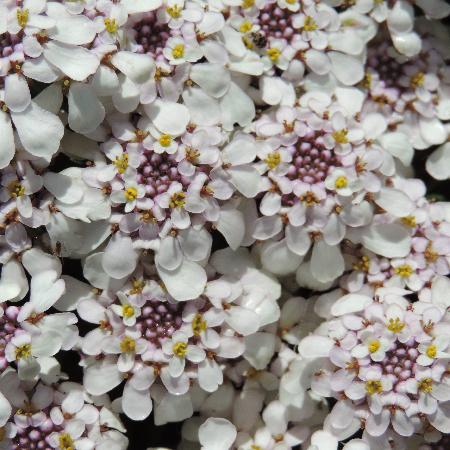 IBERIS sempervirens 'Pink Ice'