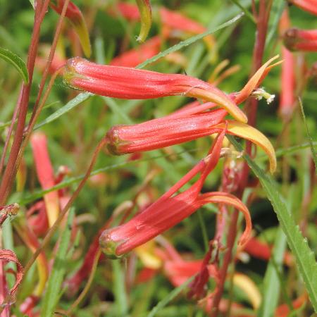 LOBELIA laxiflora