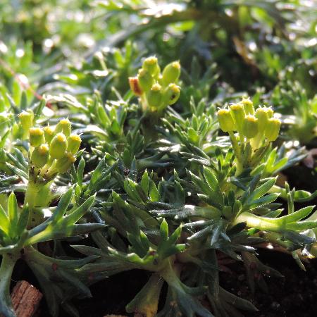 AZORELLA trifurcata 'Nana'