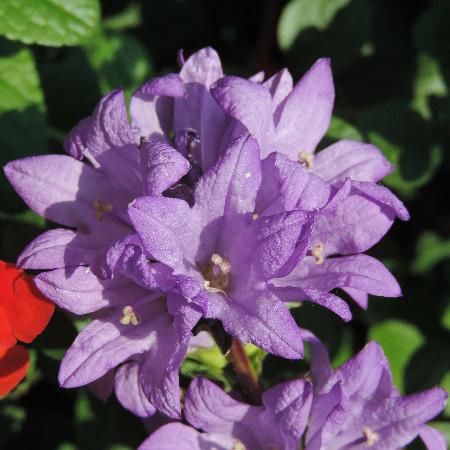CAMPANULA glomerata 'Freya'