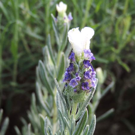 LAVANDULA stoechas 'Castilliano White'