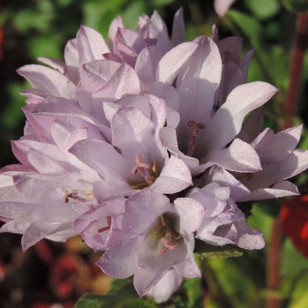 CAMPANULA glomerata 'Caroline'