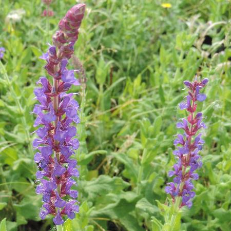 SALVIA nemorosa 'Jan Spruyt'
