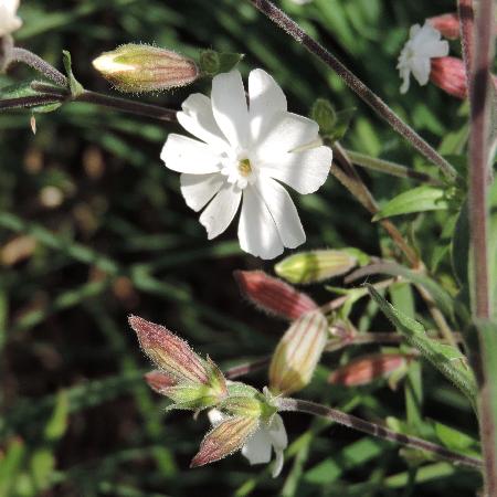 SILENE latifolia subsp. alba