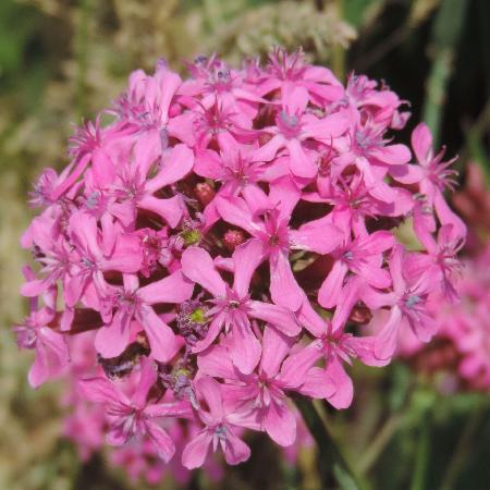 SILENE orientalis