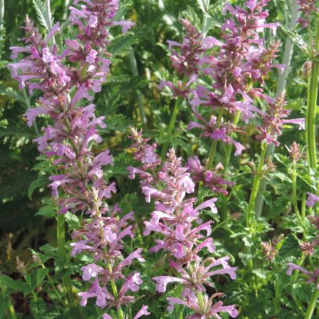 AGASTACHE pallidiflora 'Pink Pop'