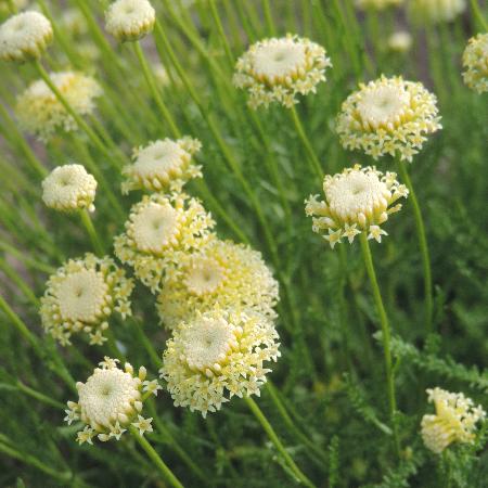 SANTOLINA chamaecyparissus var. lindavica