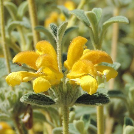 PHLOMIS lanata