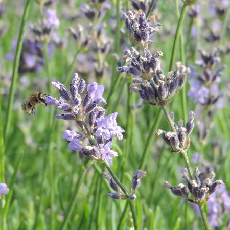 LAVANDULA angustifolia 'Dwarf Blue'