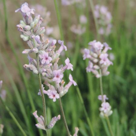 LAVANDULA angustifolia 'Rosea'