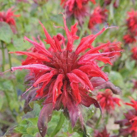 MONARDA 'Cambridge Scarlet'